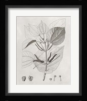 Vintage Leaves III Framed Print
