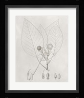 Vintage Leaves V Framed Print