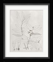 Vintage Leaves VI Framed Print