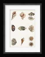 Antique Coastal Chart II Fine Art Print