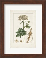 Antique Turpin Botanical I Fine Art Print