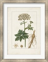 Antique Turpin Botanical I Fine Art Print