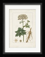 Antique Turpin Botanical I Framed Print