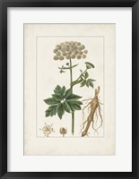 Antique Turpin Botanical I Framed Print