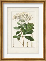 Antique Turpin Botanical II Fine Art Print
