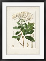 Antique Turpin Botanical II Fine Art Print