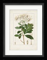 Antique Turpin Botanical II Framed Print