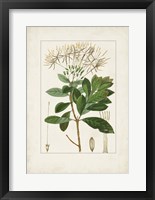 Antique Turpin Botanical II Framed Print