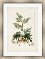 Antique Turpin Botanical III Fine Art Print