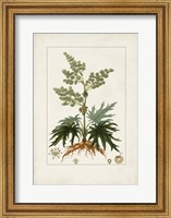 Antique Turpin Botanical III Fine Art Print