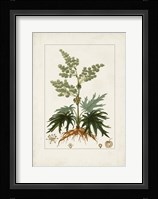 Antique Turpin Botanical III Fine Art Print