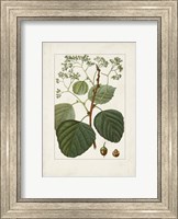 Antique Turpin Botanical IV Fine Art Print