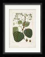 Antique Turpin Botanical IV Framed Print