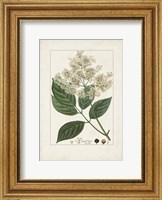 Antique Turpin Botanical V Fine Art Print