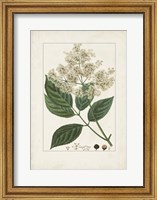 Antique Turpin Botanical V Fine Art Print