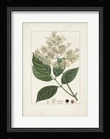Antique Turpin Botanical V Framed Print