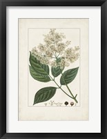 Antique Turpin Botanical V Framed Print