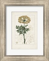 Antique Turpin Botanical VI Fine Art Print