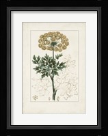 Antique Turpin Botanical VI Fine Art Print