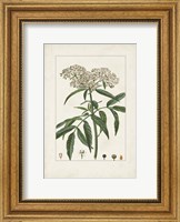 Antique Turpin Botanical VII Fine Art Print