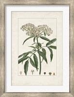 Antique Turpin Botanical VII Fine Art Print
