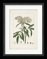 Antique Turpin Botanical VII Framed Print