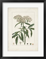 Antique Turpin Botanical VII Framed Print