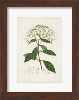 Antique Turpin Botanical VIII Fine Art Print