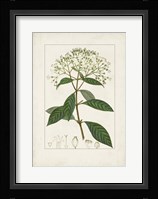 Antique Turpin Botanical VIII Framed Print