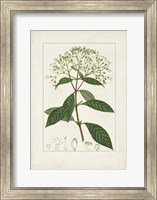 Antique Turpin Botanical VIII Fine Art Print