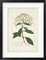 Antique Turpin Botanical VIII Framed Print