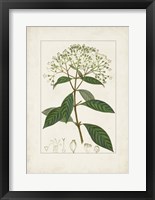 Antique Turpin Botanical VIII Framed Print