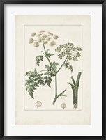 Antique Turpin Botanical IX Fine Art Print