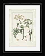 Antique Turpin Botanical IX Framed Print