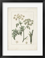 Antique Turpin Botanical IX Fine Art Print