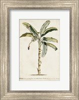 Banana Palm II Fine Art Print