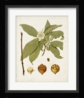 Antique Leaves I Framed Print