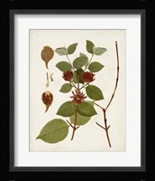 Antique Leaves II Framed Print