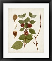 Antique Leaves II Framed Print