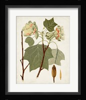 Antique Leaves III Framed Print