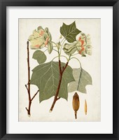 Antique Leaves III Framed Print