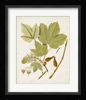 Antique Leaves IV Framed Print