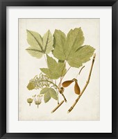 Antique Leaves IV Framed Print