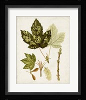 Antique Leaves V Framed Print