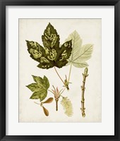 Antique Leaves V Framed Print