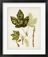 Antique Leaves V Framed Print