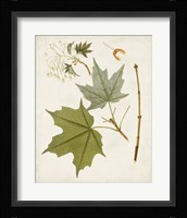 Antique Leaves VII Framed Print