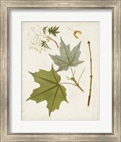 Antique Leaves VII Fine Art Print