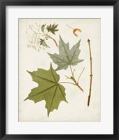 Antique Leaves VII Framed Print