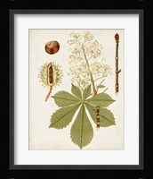 Antique Leaves VIII Framed Print